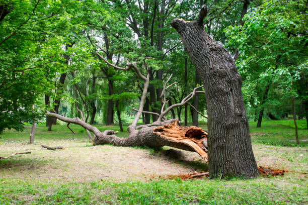 How Our Tree Care Process Works  in  Sawmills, NC
