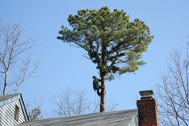 Soil Testing and Treatment in Sawmills, NC